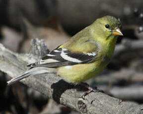 Chardonneret jaune