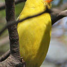 Chardonneret jaune