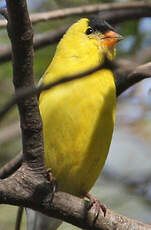 Chardonneret jaune