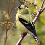 Chardonneret jaune