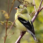 American Goldfinch