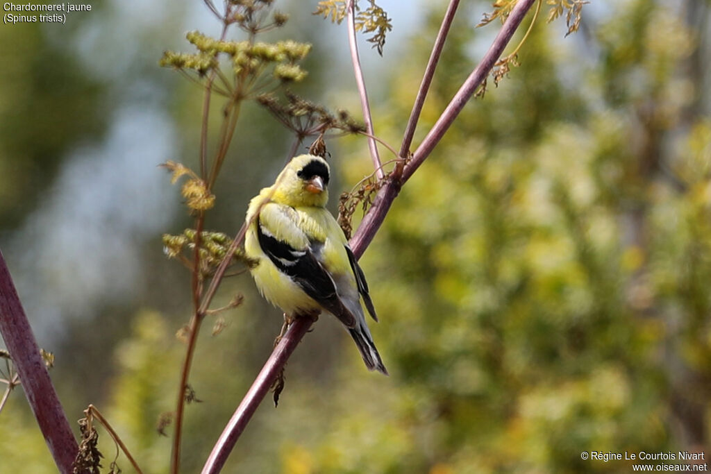 American Goldfinch