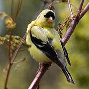 Chardonneret jaune