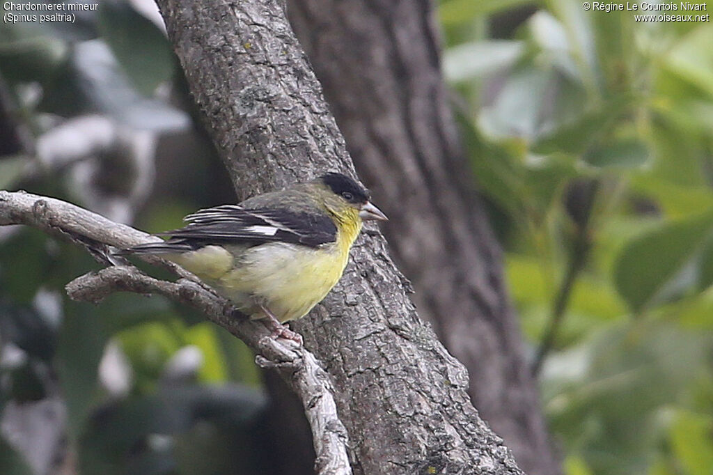 Chardonneret mineur