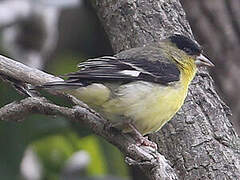 Lesser Goldfinch