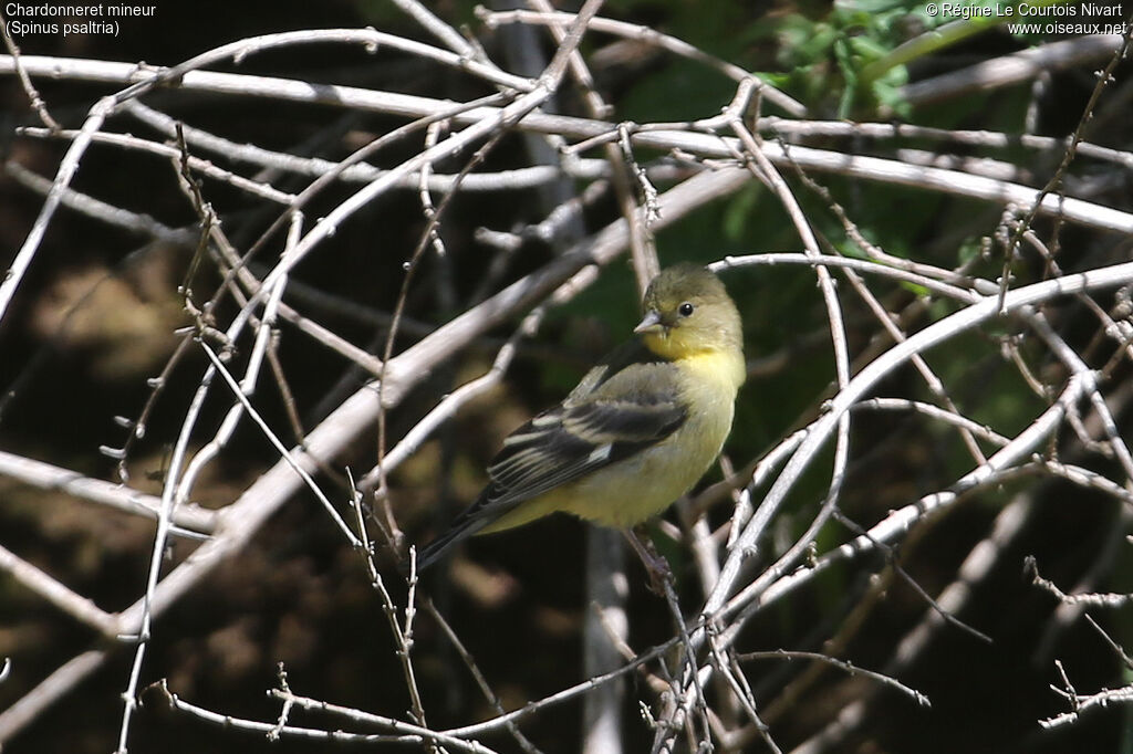 Lesser Goldfinch