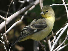 Lesser Goldfinch