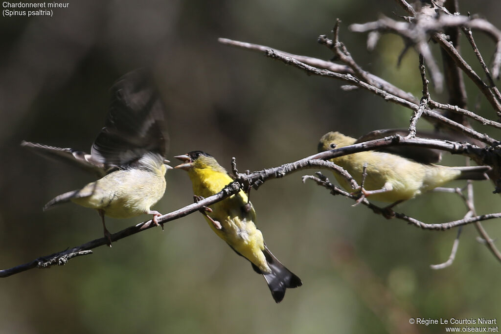 Lesser Goldfinch