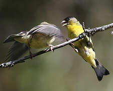 Lesser Goldfinch