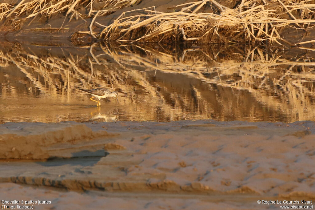 Lesser Yellowlegs