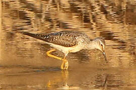 Lesser Yellowlegs