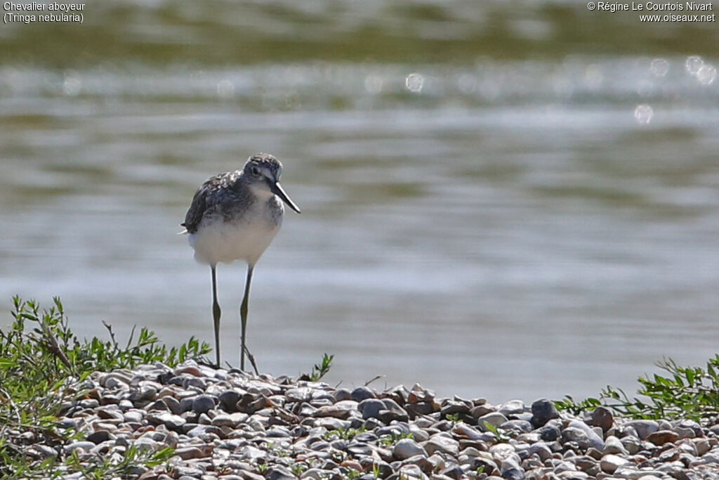 Common Greenshank