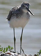 Common Greenshank