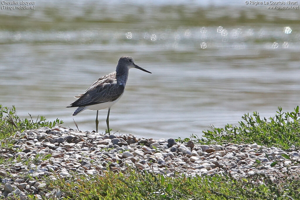 Common Greenshank