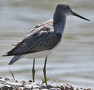 Common Greenshank