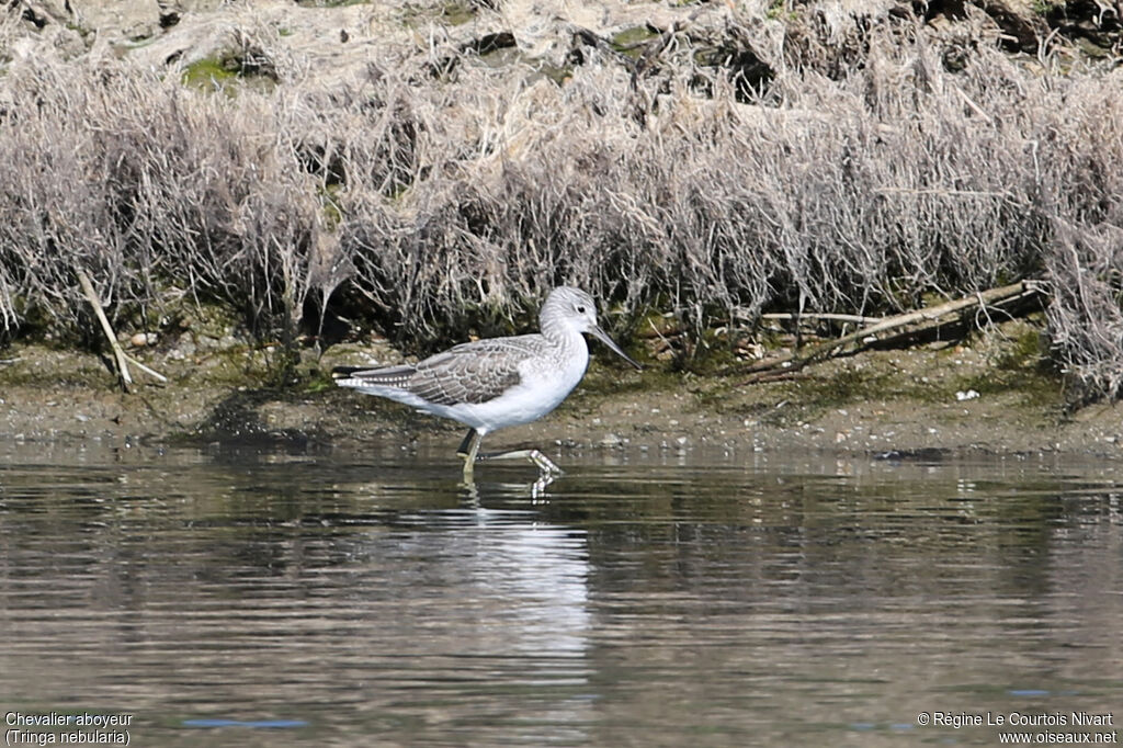 Common Greenshank