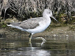 Common Greenshank