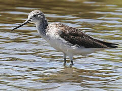 Common Greenshank