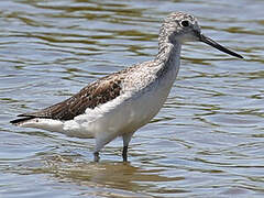 Common Greenshank