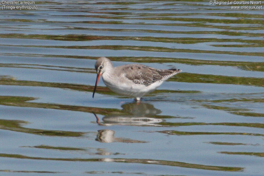 Spotted Redshank