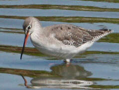 Spotted Redshank