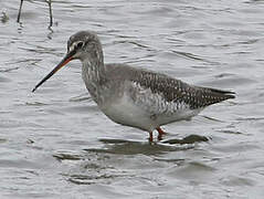 Spotted Redshank