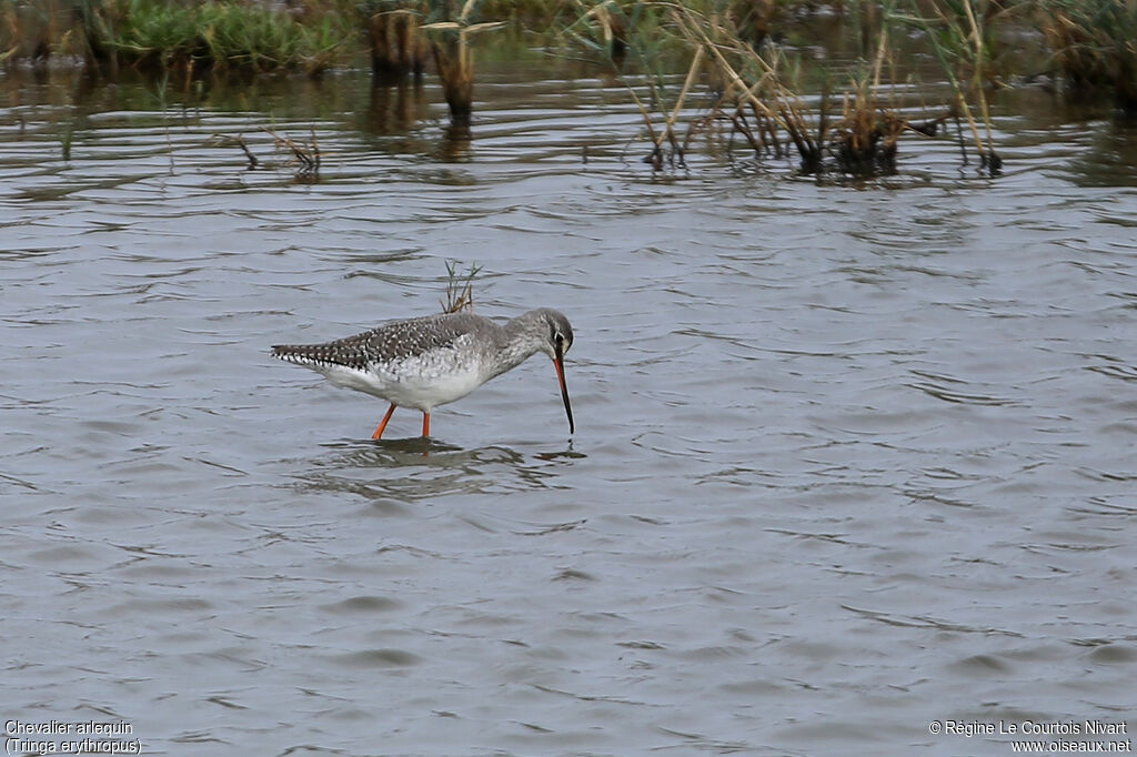 Spotted Redshank