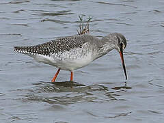 Spotted Redshank