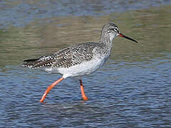 Spotted Redshank