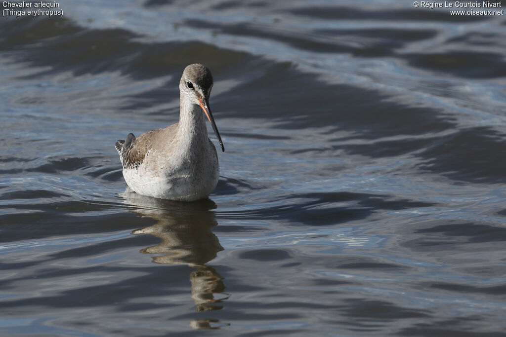 Spotted Redshank