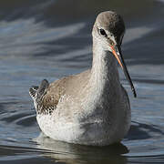 Spotted Redshank