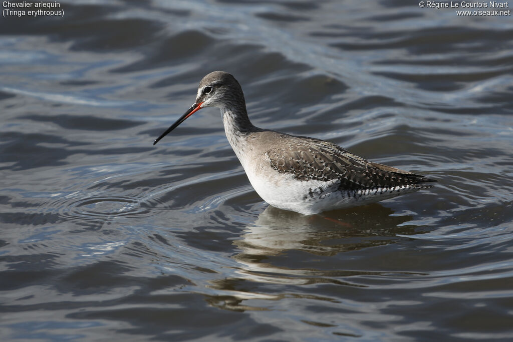 Spotted Redshank