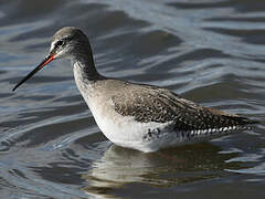 Spotted Redshank