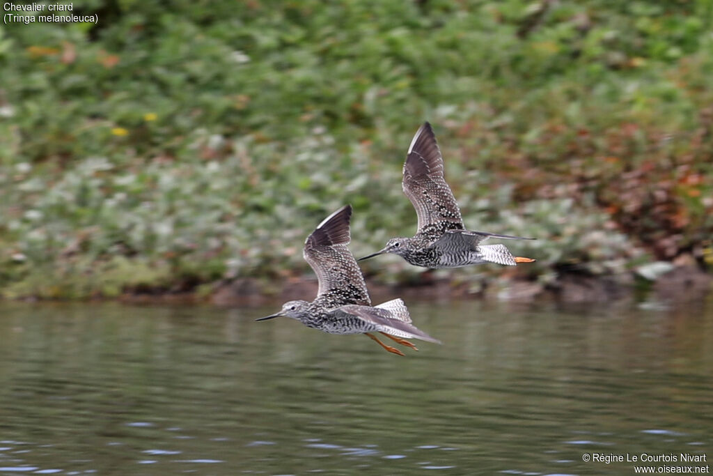 Greater Yellowlegs