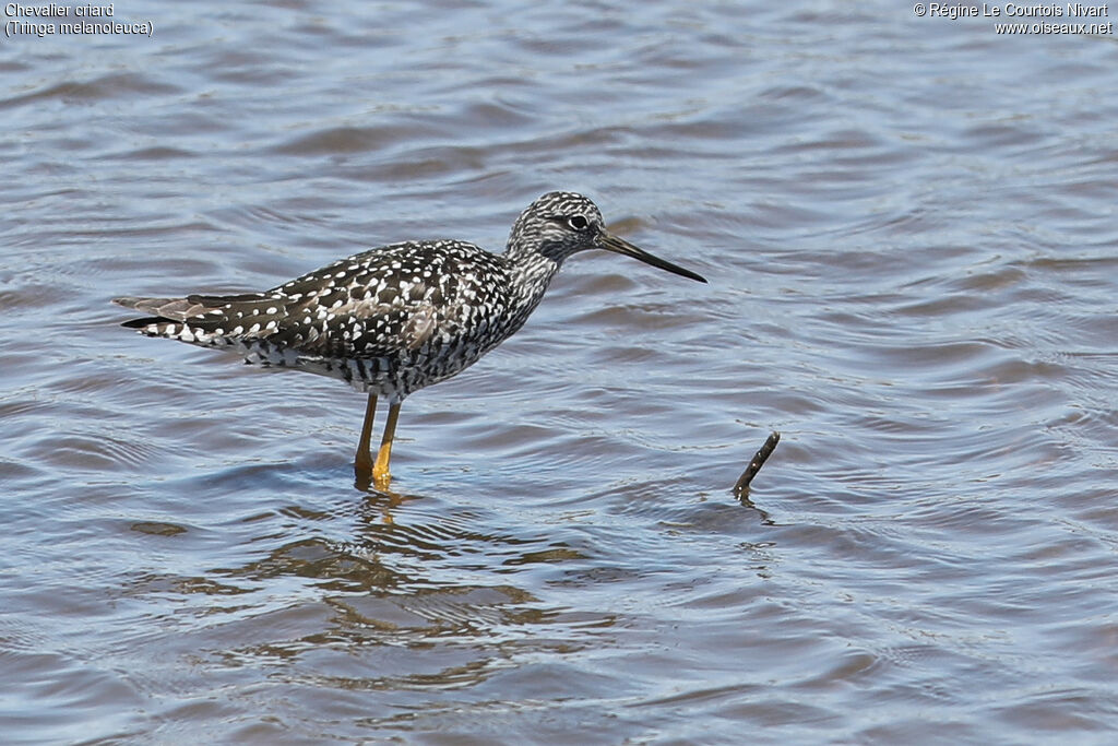 Greater Yellowlegs