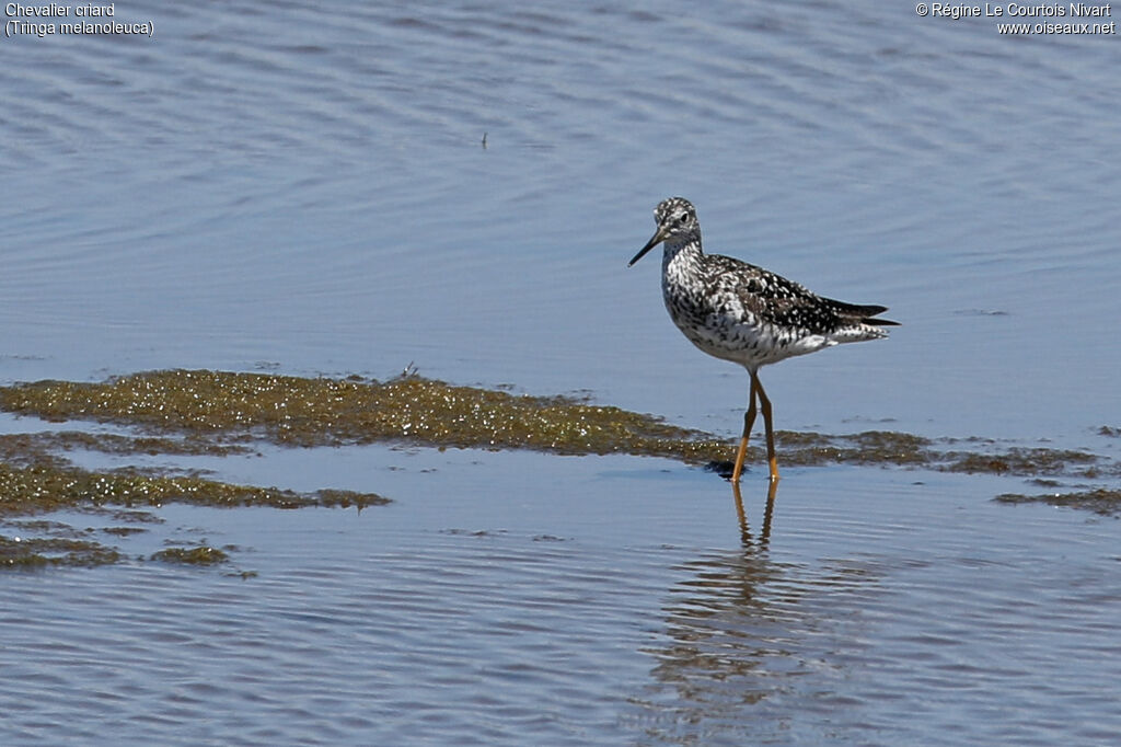 Greater Yellowlegs