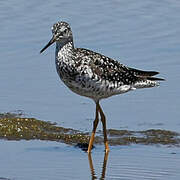 Greater Yellowlegs