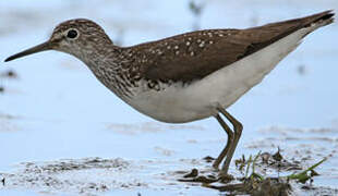 Green Sandpiper