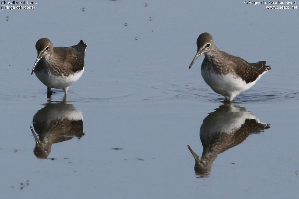 Green Sandpiper