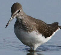 Green Sandpiper