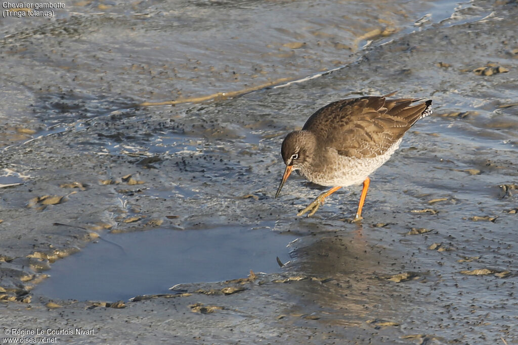 Common Redshank