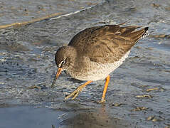 Common Redshank