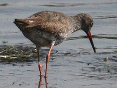 Common Redshank