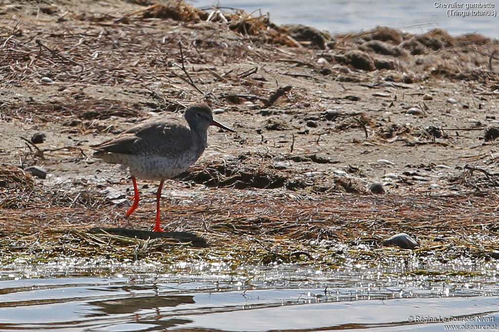 Common Redshank