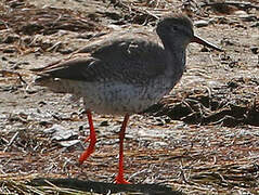 Common Redshank