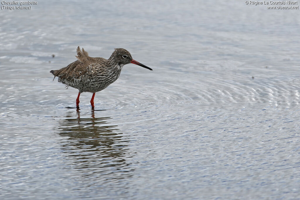 Common Redshank