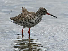 Common Redshank