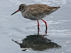 Common Redshank