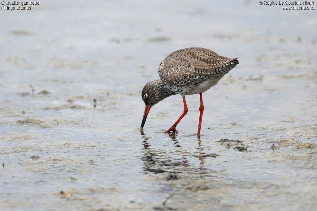 Common Redshank