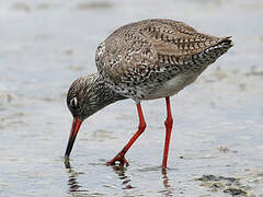 Common Redshank